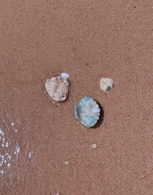 shell hair acccessories